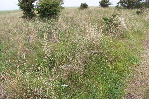  (Galium album - EDNA23-0064632)  @11 [ ] CreativeCommons  Attribution Non-Commercial Share-Alike (2023) Markus Ruhsam Royal botanic Garden Edinburgh