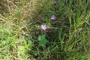  ( - EDNA23-0064968)  @11 [ ] NonCommercial ShareAlike (2023) Markus Ruhsam Royal Botanic Garden Edinburgh