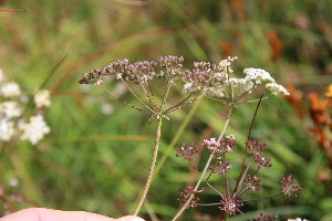  ( - EDNA23-0064970)  @11 [ ] NonCommercial ShareAlike (2023) Markus Ruhsam Royal Botanic Garden Edinburgh