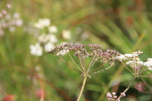  ( - EDNA23-0064970)  @11 [ ] NonCommercial ShareAlike (2023) Markus Ruhsam Royal Botanic Garden Edinburgh