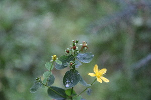  (Hypericum maculatum - EDNA23-0064975)  @11 [ ] NonCommercial ShareAlike (2023) Markus Ruhsam Royal Botanic Garden Edinburgh