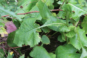  (Cicerbita macrophylla - EDNA23-0064977)  @11 [ ] NonCommercial ShareAlike (2023) Markus Ruhsam Royal Botanic Garden Edinburgh