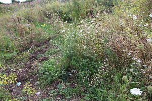  ( - EDNA23-0064982)  @11 [ ] NonCommercial ShareAlike (2023) Markus Ruhsam Royal Botanic Garden Edinburgh