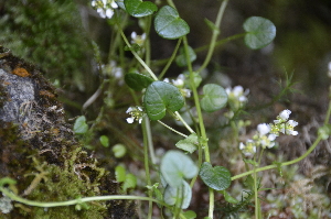  (Cochlearia micacea - EDNA24-0066634)  @11 [ ] CreativeCommons Attribution NonCommercial ShareAlike (2024) Markus Ruhsam Royal Botanic Garden, Edinburgh