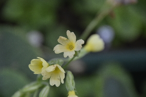  (Primula elatior - EDNA24-0066635)  @11 [ ] CreativeCommons Attribution NonCommercial ShareAlike (2024) Markus Ruhsam Royal Botanic Garden, Edinburgh