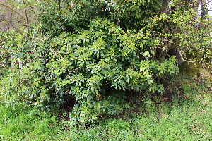  (Daphne laureola - EDNA21-0060774)  @11 [ ] CreativeCommons Attribution NonCommercial ShareAlike (2021) Markus Ruhsam Royal Botanic Garden, Edinburgh