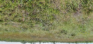  (Drosera rotundifolia - EDNA21-0061491)  @11 [ ] CreativeCommons Attribution NonCommercial ShareAlike (2021) Jonathan Millett Loughborough University