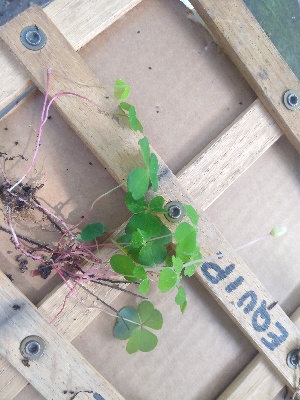  (Oxalis acetosella - EDNA20-0060129)  @11 [ ] CreativeCommons Attribution NonCommercial ShareAlike (2021) Zoe Goodwin Royal Botanic Garden, Edinburgh