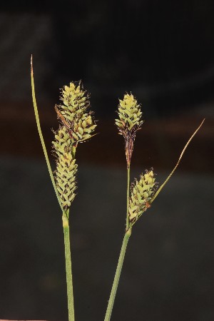  (Carex buxbaumii - EDNA23-0064713)  @11 [ ] CreativeCommons - Attribution Share-Alike (2023) Jose Ignacio Marquez-Corro Royal Botanic Gardens, Kew