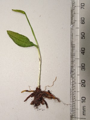  (Ophioglossum azoricum - EDNA22-0062667)  @11 [ ] NonCommercial ShareAlike (2023) Max Coleman Royal Botanic Garden Edinburgh