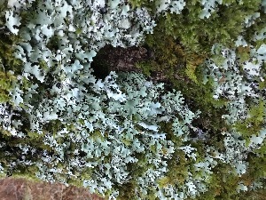  ( - EDNA21-0060819)  @11 [ ] NonCommercial ShareAlike (2023) (2023) Rebecca Yahr Royal Botanic Garden Edinburgh