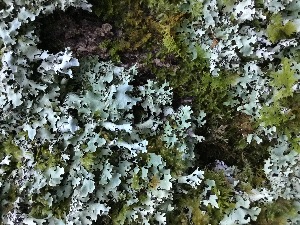  ( - EDNA21-0060819)  @11 [ ] NonCommercial ShareAlike (2023) (2023) Rebecca Yahr Royal Botanic Garden Edinburgh