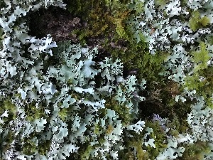  ( - EDNA21-0060819)  @11 [ ] NonCommercial ShareAlike (2023) (2023) Rebecca Yahr Royal Botanic Garden Edinburgh