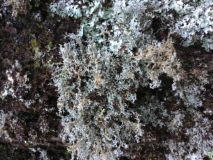  ( - EDNA21-0060830)  @11 [ ] NonCommercial ShareAlike (2023) (2023) Rebecca Yahr Royal Botanic Garden Edinburgh