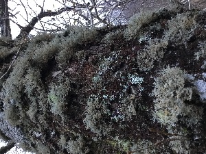  ( - EDNA21-0060830)  @11 [ ] NonCommercial ShareAlike (2023) (2023) Rebecca Yahr Royal Botanic Garden Edinburgh