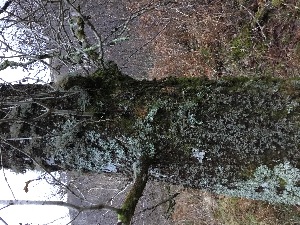  ( - EDNA21-0060830)  @11 [ ] NonCommercial ShareAlike (2023) (2023) Rebecca Yahr Royal Botanic Garden Edinburgh