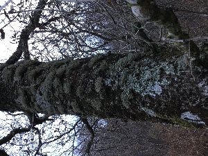  ( - EDNA21-0060830)  @11 [ ] NonCommercial ShareAlike (2023) (2023) Rebecca Yahr Royal Botanic Garden Edinburgh