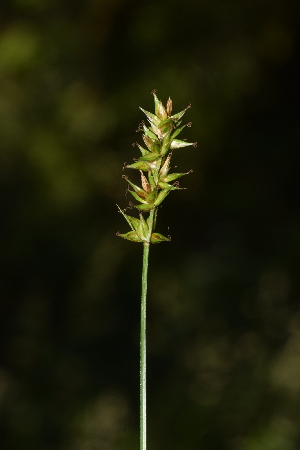  (Carex spicata - EDNA23-0064743)  @11 [ ] CreativeCommons - Attribution Share-Alike (2023) Jose Ignacio Marquez Corro Royal Botanic Gardens, Kew