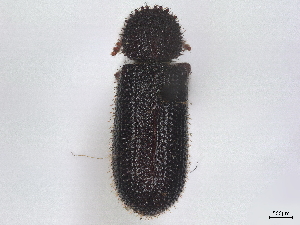  ( - BIOUG80123-C04)  @11 [ ] CreativeCommons - Attribution (2022) CBG Photography Group Centre for Biodiversity Genomics