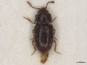  (Cryptophagus versicolor - BIOUG80123-F12)  @11 [ ] CreativeCommons - Attribution (2022) CBG Photography Group Centre for Biodiversity Genomics