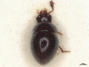  (Agathidium lindbergi - BIOUG80123-G12)  @11 [ ] CreativeCommons - Attribution (2022) CBG Photography Group Centre for Biodiversity Genomics