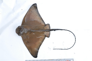  (Myliobatis aquila - BPS-1920)  @14 [ ] Copyright  Samuel P. Iglesias Museum national d'Histoire naturelle