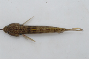  (Bathygobius casamancus - BPS-2625)  @14 [ ] Copyright (2013) Samuel P. Iglesias Museum national d'Histoire naturelle