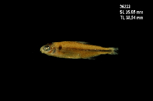  (Piabina argentea - LBPV-36233)  @14 [ ] Unspecified (default): All Rights Reserved  Unspecified Unspecified