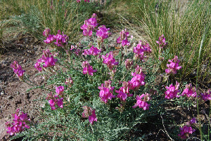  ( - CCDB-23963-F05)  @11 [ ] CreativeCommons - Attribution Non-Commercial Share-Alike (2015) Evgeny Zibzeev Central Ciberian Botanical Garden