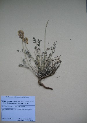  (Hedysarum chaiyrakanicum - CCDB-23963-F12)  @11 [ ] CreativeCommons - Attribution Non-Commercial Share-Alike (2015) Evgeny Zibzeev Central Ciberian Botanical Garden
