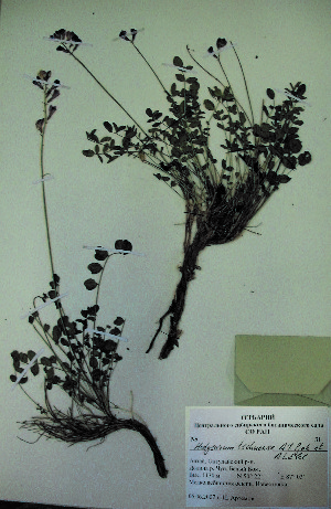  (Hedysarum tchuense - CCDB-23963-H06)  @11 [ ] CreativeCommons - Attribution Non-Commercial Share-Alike (2015) Evgeny Zibzeev Central Ciberian Botanical Garden