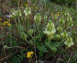  (Hedysarum turczaninovii - CCDB-24805-D01)  @11 [ ] CreativeCommons - Attribution Non-Commercial Share-Alike (2015) Evgeny Zibzeev Central Ciberian Botanical Garden