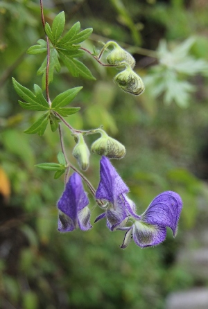  ( - CCDB-24817-G07)  @11 [ ] CreativeCommons - Attribution Non-Commercial Share-Alike (2015) Evgeny Zibzeev Central Ciberian Botanical Garden