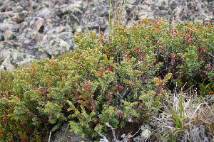  (Juniperus sibirica - CCDB-24901-D05)  @11 [ ] CreativeCommons - Attribution Non-Commercial Share-Alike (2015) Evgeny Zibzeev Central Ciberian Botanical Garden