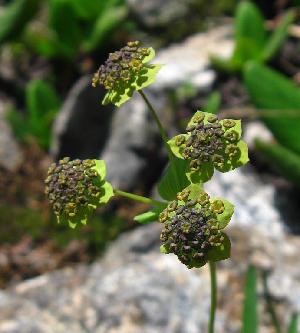  (Bupleurum triradiatum - CCDB-24901-D09)  @11 [ ] CreativeCommons - Attribution Non-Commercial Share-Alike (2015) Evgeny Zibzeev Central Ciberian Botanical Garden