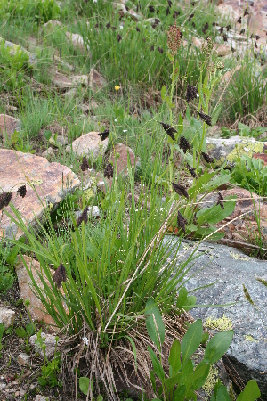  (Carex aterrima - CCDB-24901-H02)  @11 [ ] CreativeCommons - Attribution Non-Commercial Share-Alike (2015) Evgeny Zibzeev Central Ciberian Botanical Garden