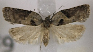  ( - C09600127Apr2009)  @13 [ ] CreativeCommons - Attribution Non-Commercial Share-Alike (2012) Eric LaGasa Washington State Department of Agriculture