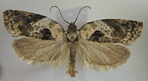  ( - C09600121Aug2011)  @13 [ ] CreativeCommons - Attribution Non-Commercial Share-Alike (2012) Eric LaGasa Washington State Department of Agriculture