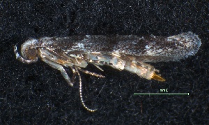  ( - 9998007B7Jul2008)  @12 [ ] CreativeCommons - Attribution Non-Commercial Share-Alike (2012) Eric LaGasa Washington State Department of Agriculture