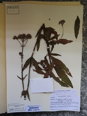  (Galianthe grandifolia - IBOLFlorentin-34)  @11 [ ] Copyright (2018) IBONE IBONE