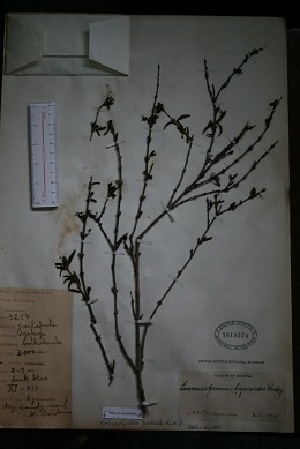  (Heterophyllaea pustulata - IBOLFlorentin-72)  @11 [ ] Copyright (2018) IBONE IBONE
