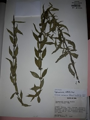  (Borreria latifolia - IBOLFlorentin-96)  @11 [ ] Copyright (2018) IBONE IBONE