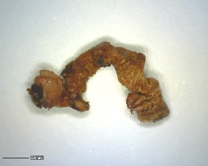  ( - LC1400014-26836-C08)  @12 [ ] CreativeCommons - Attribution Non-Commercial Share-Alike (2015) Martin Sigut Department of Biology and Ecology, University of Ostrava