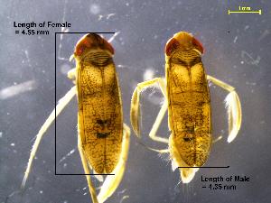  (Palmacorixa janeae - 371G-06_COI)  @11 [ ] No Rights Reserved (2018) Unspecified U.S. EPA, Mid-GLTED Division, 6201 Congdon Blvd, Duluth, MN 55805