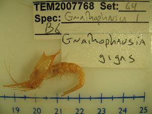  ( - ATLANCRUS036)  @13 [ ] CreativeCommons - Attribution (2010) CBG Photography Group Centre for Biodiversity Genomics