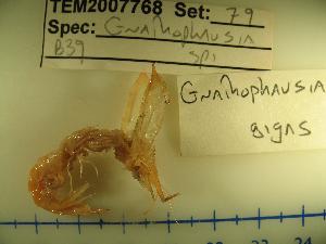  (Gnathophausia - ATLANCRUS040)  @13 [ ] CreativeCommons - Attribution (2010) CBG Photography Group Centre for Biodiversity Genomics