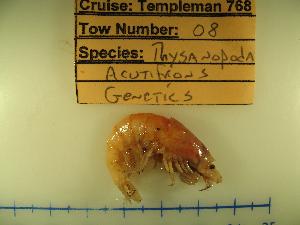 (Thysanopoda acutifrons - ATLANCRUS100)  @14 [ ] CreativeCommons - Attribution (2010) CBG Photography Group Centre for Biodiversity Genomics