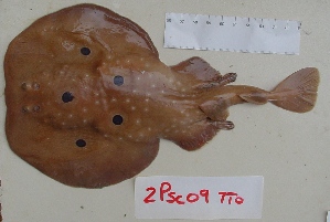  ( - GenMAPDB003061)  @11 [ ] CreativeCommons - Attribution Non-Commercial Share-Alike (2011) Fausto Tinti University of Bologna - Italy