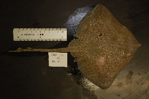  ( - AN076LOBRPA)  @14 [ ] Unspecified (default): All Rights Reserved  Unspecified Unspecified