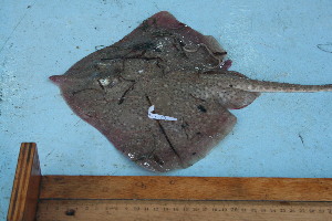  ( - CY-09-028)  @13 [ ] Unspecified (default): All Rights Reserved  Unspecified Unspecified